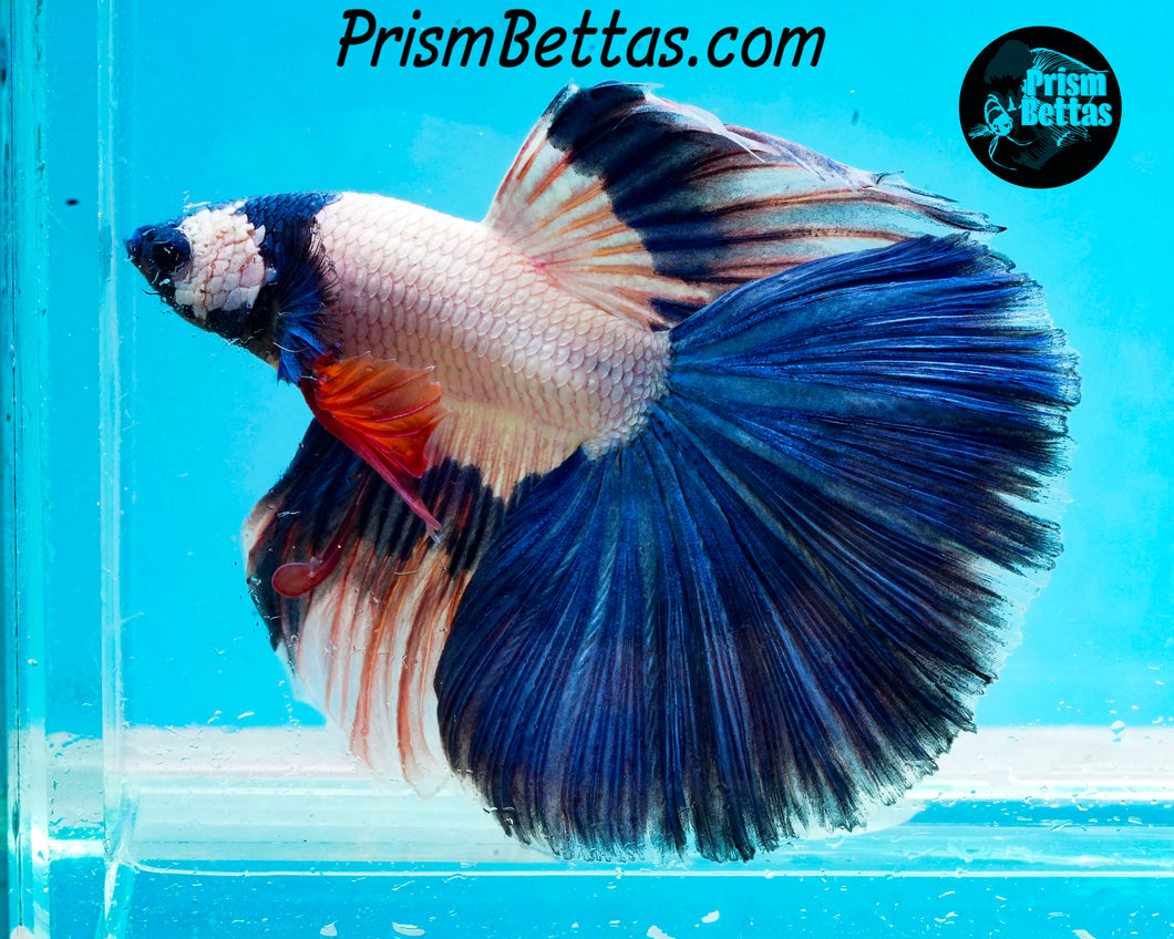 Blue Rim Marble Halfmoon Male
