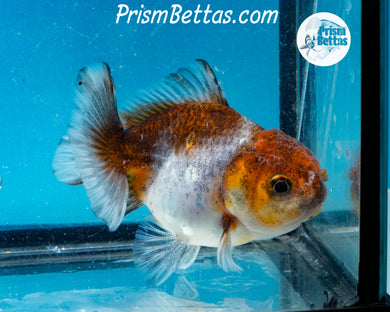 Blue Calico Godzilla Shogun Oranda (3 inches) Imported in Thailand