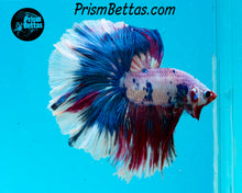 Load image into Gallery viewer, Marble Halfmoon Male