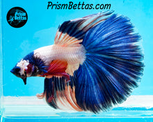 Load image into Gallery viewer, Blue Rim Marble Halfmoon Male