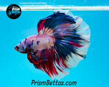 Load image into Gallery viewer, Marble Halfmoon Male