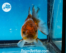 Load image into Gallery viewer, Blue Calico Godzilla Shogun Oranda (3 inches) Imported in Thailand