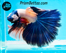 Load image into Gallery viewer, Blue Rim Marble Halfmoon Male