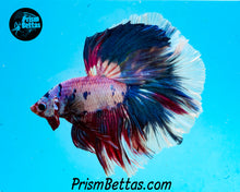 Load image into Gallery viewer, Marble Halfmoon Male