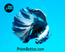 Load image into Gallery viewer, Turquoise Marble Halfmoon Male