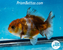 Load image into Gallery viewer, Blue Calico Godzilla Shogun Oranda (3 inches) Imported in Thailand