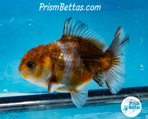 Blue Calico Godzilla Shogun Oranda (3 inches) Imported in Thailand