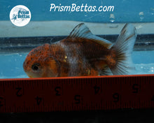 Load image into Gallery viewer, Blue Calico Godzilla Shogun Oranda (3 inches) Imported in Thailand