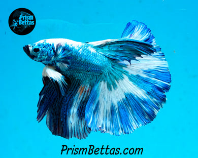 Turquoise Marble Halfmoon Male