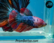 Load image into Gallery viewer, Marble Halfmoon Female