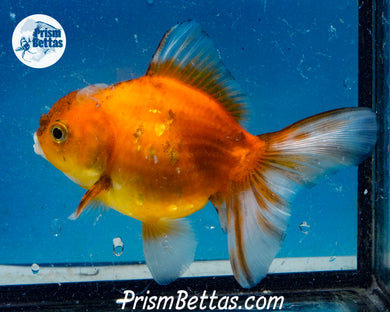 Goldcoin Shogun Oranda (4 inches) Imported in Thailand