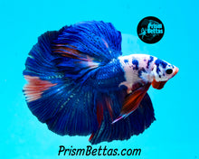 Load image into Gallery viewer, Rainbow Marble Halfmoon Male