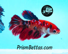 Load image into Gallery viewer, Koi Halfmoon Female Buy 4 Get 1 Free