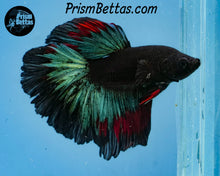 Load image into Gallery viewer, Blacklight Halfmoon Male