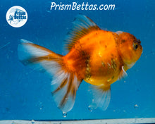Load image into Gallery viewer, Goldcoin Shogun Oranda (4 inches) Imported in Thailand