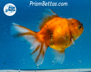 Goldcoin Shogun Oranda (4 inches) Imported in Thailand