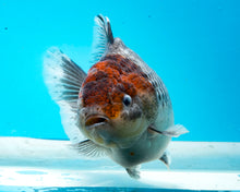 Load image into Gallery viewer, XXL Handpicked Kirin Shogun Godzilla Oranda Female (5-6 inches) Imported from Thailand