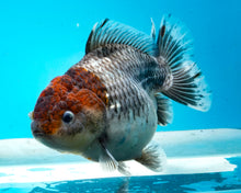 Load image into Gallery viewer, XXL Handpicked Kirin Shogun Godzilla Oranda Female (5-6 inches) Imported from Thailand