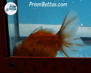 Goldcoin Shogun Oranda (4 inches) Imported in Thailand