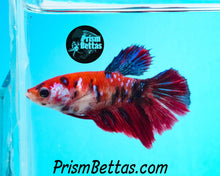 Load image into Gallery viewer, Koi Halfmoon Female Buy 4 Get 1 Free