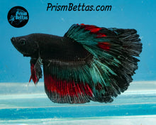 Load image into Gallery viewer, Blacklight Halfmoon Male