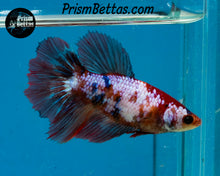 Load image into Gallery viewer, Marble Halfmoon Female