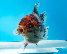Load image into Gallery viewer, XXL Handpicked Kirin Shogun Godzilla Oranda Female (5-6 inches) Imported from Thailand