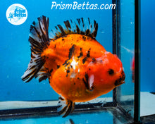Load image into Gallery viewer, Handpicked XXL Shortbodied Calico Shogun Oranda Male (4.5 inches) Imported in Thailand