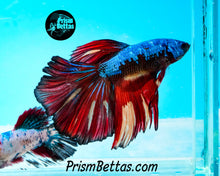 Load image into Gallery viewer, Samurai Rainbow Marble Halfmoon Male