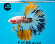 Load image into Gallery viewer, Marble Halfmoon Male