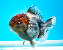 Load image into Gallery viewer, XXL Handpicked Kirin Shogun Godzilla Oranda Female (5-6 inches) Imported from Thailand