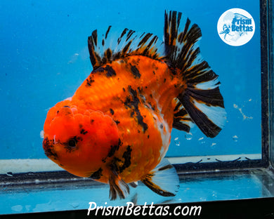 Handpicked XXL Shortbodied Calico Shogun Oranda Male (4.5 inches) Imported in Thailand