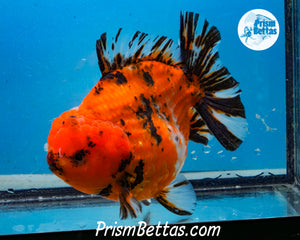 Handpicked XXL Shortbodied Calico Shogun Oranda Male (4.5 inches) Imported in Thailand