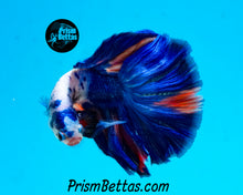 Load image into Gallery viewer, Rainbow Marble Halfmoon Male