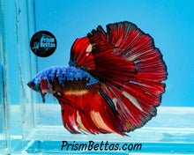 Load image into Gallery viewer, Samurai Rainbow Marble Halfmoon Male