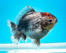 Load image into Gallery viewer, XXL Handpicked Kirin Shogun Godzilla Oranda Female (5-6 inches) Imported from Thailand