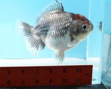 Load image into Gallery viewer, XXL Handpicked Kirin Shogun Godzilla Oranda Female (5-6 inches) Imported from Thailand