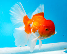 Load image into Gallery viewer, Orange and White Longfinned Shogun Oranda Male (5-6 inches) Imported from Thailand