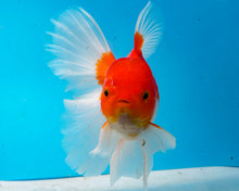 Load image into Gallery viewer, Orange and White Longfinned Shogun Oranda Male (5-6 inches) Imported from Thailand