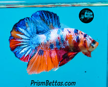 Load image into Gallery viewer, Rainbow Marble Halfmoon Plakat Male