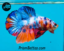 Load image into Gallery viewer, Rainbow Marble Halfmoon Plakat Male