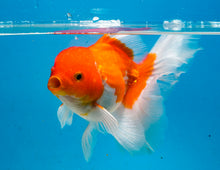 Load image into Gallery viewer, Orange and White Longfinned Shogun Oranda Male (5-6 inches) Imported from Thailand