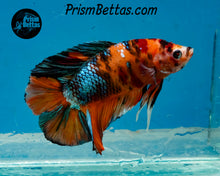 Load image into Gallery viewer, Candy Koi Halfmoon Plakat Male