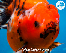 Load image into Gallery viewer, Handpicked XXL Shortbodied Calico Shogun Oranda Male (4.5 inches) Imported in Thailand