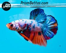 Load image into Gallery viewer, Rainbow Marble Halfmoon Plakat Male