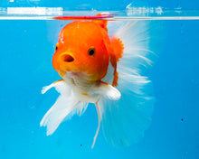 Load image into Gallery viewer, Orange and White Longfinned Shogun Oranda Male (5-6 inches) Imported from Thailand