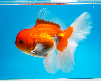 Orange and White Longfinned Shogun Oranda Male (5-6 inches) Imported from Thailand