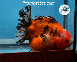Handpicked XXL Shortbodied Calico Shogun Oranda Male (4.5 inches) Imported in Thailand