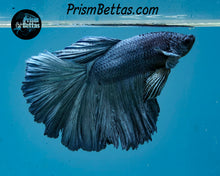 Load image into Gallery viewer, Steel Rosetail Halfmoon Male