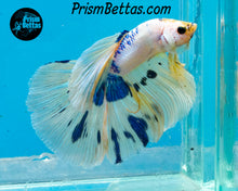 Load image into Gallery viewer, Marble Halfmoon Male